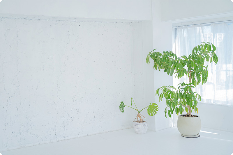 室内に並ぶさまざまな観葉植物