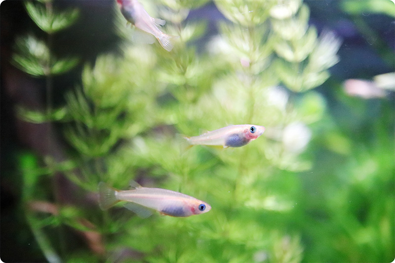 水鉢を泳ぐメダカ
